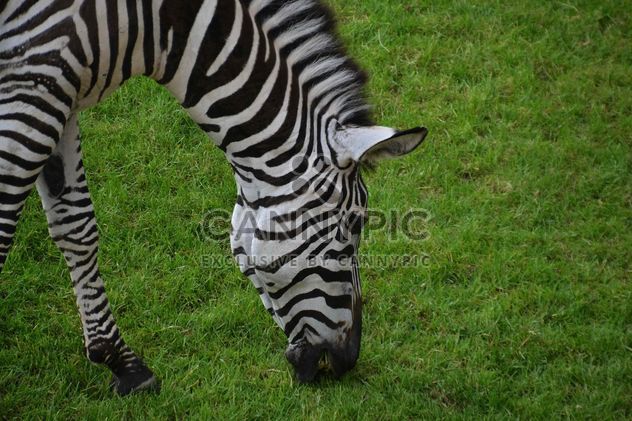 zebras on park lawn - image gratuit #329029 