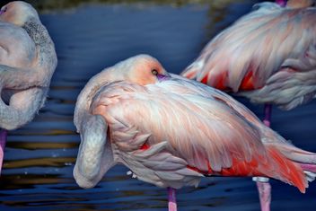 pink flamingo in park - image #329889 gratis