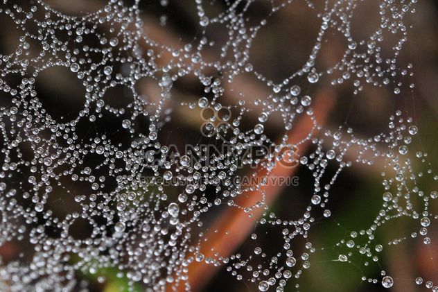 Cobweb in the forest after the rain - Free image #330019