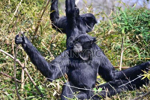 Siamang gibbon female with a cub - Free image #330229
