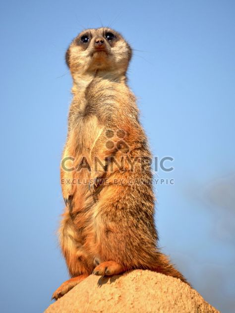 Meerkats in park - image #330239 gratis