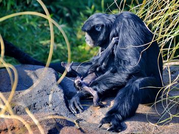 Siamang gibbon female with a cub - Free image #330249
