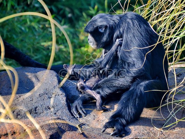 Siamang gibbon female with a cub - image #330249 gratis
