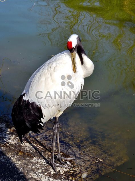 Crane in pond in a park - бесплатный image #330299