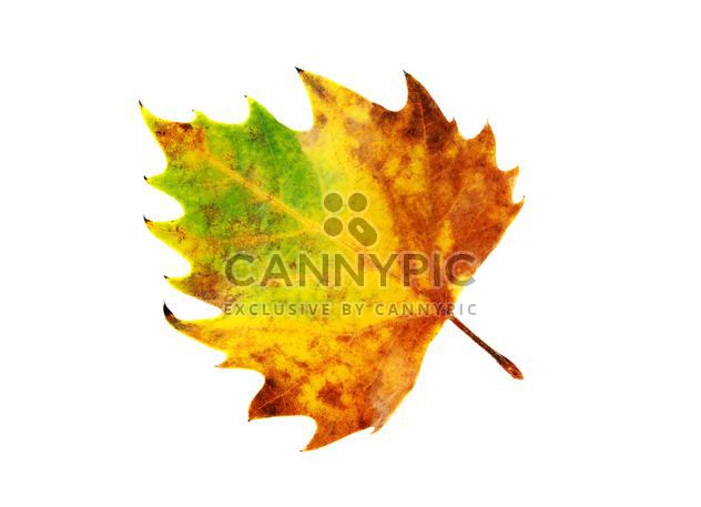 Yellow autumn maple leaf - image #330419 gratis