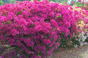 Bright pink bougainvillea bush - image gratuit #330889 