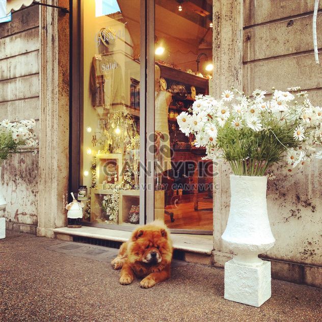 Chow Chow dog at the entrance to the store - image gratuit #331599 