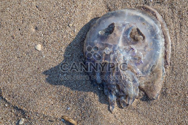 jellyfish on sand - бесплатный image #332859