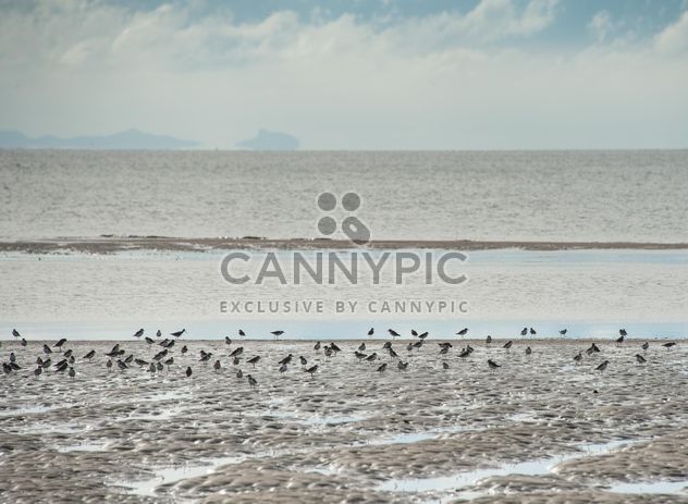 Birds on sea beach - image #332909 gratis