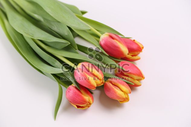 Beautiful Red and Yellow Tulips - image #333249 gratis