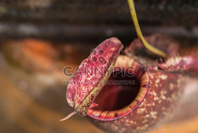 Nepenthes ampullaria, a carnivorous plant - бесплатный image #333279