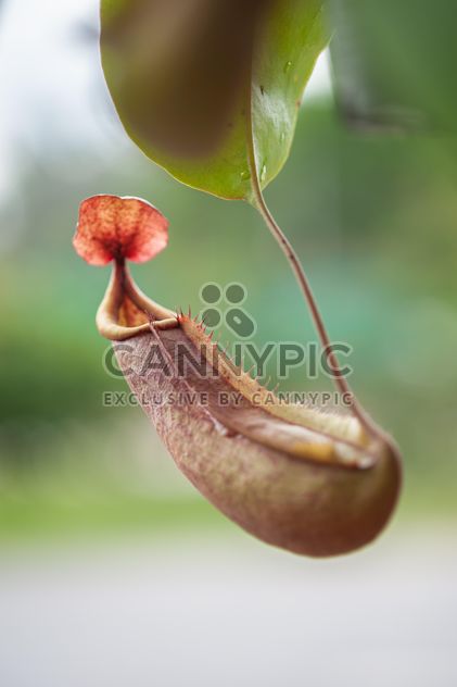 Nepenthes ampullaria, a carnivorous plant - Free image #333289
