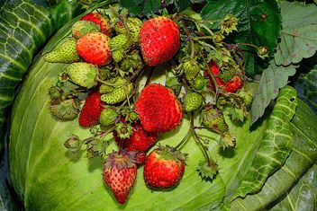 Autumn strawberry on gabbige - Free image #334269