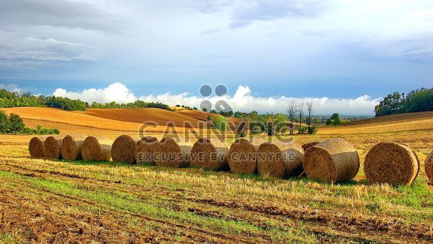 Haystacks, rolled into a cylinders - image gratuit #334749 