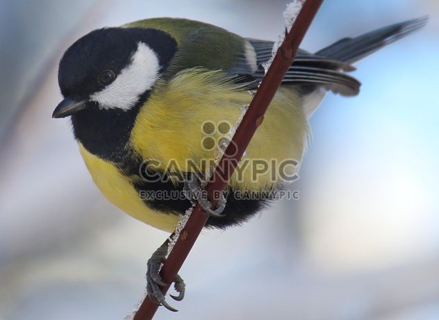 Titmouse sits having ruffled up on a branch of a tree - image #335009 gratis