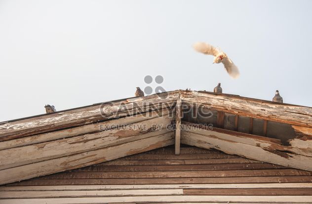 Pigeons on wooden roof - Free image #337459