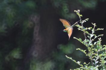 Kingfisher bird in garden - image #337479 gratis