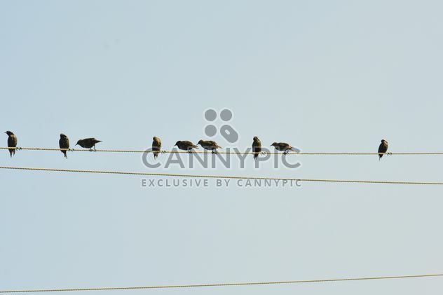 Starlings on electric wires - image #337489 gratis