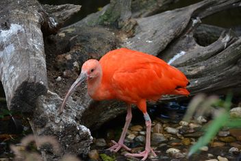 Lesser Flamingo bird - image #337499 gratis