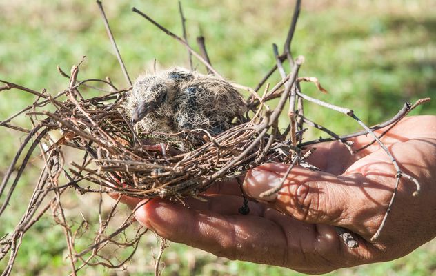 Nest with nestling in hand - image #337529 gratis