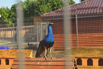 Beautiful peacock in zoo - image gratuit #337539 