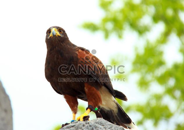 Brown eagle on stone - Free image #337549