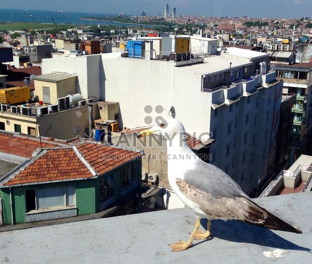 Seagull on roof of building - Kostenloses image #337559
