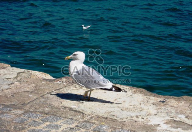 Seagull on pier at sea - бесплатный image #337809