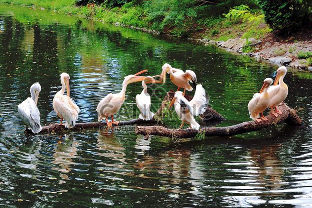 Pelican birds on beams in lake - Free image #337819