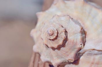 Closeup of beautiful seashell - image gratuit #338269 