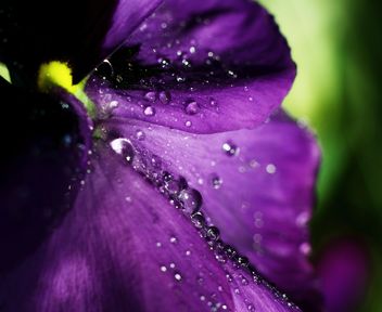 Pansy flower with dew drops - Free image #338289