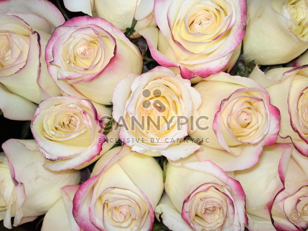 Bouquet of white roses - Kostenloses image #339239
