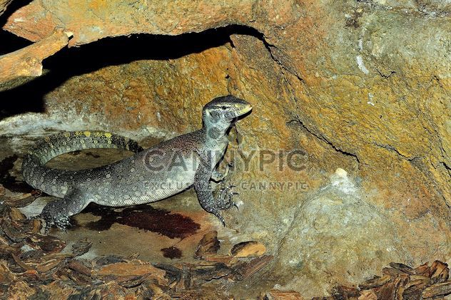 Grey varan near rock - бесплатный image #341309