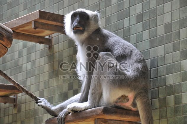 Grey monkey in zoo - image #341329 gratis