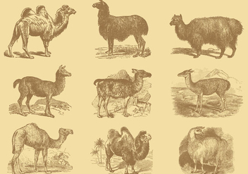 Alpacas And Camels - Free vector #342239