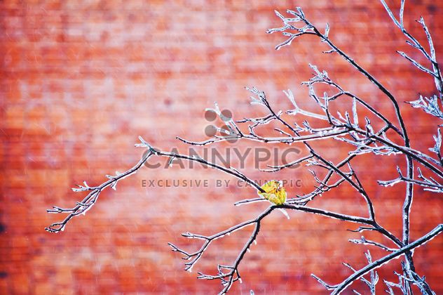 Branches in ice on red background - image #342579 gratis