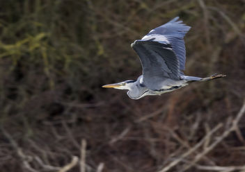 Grey Heron flying - Free image #342819