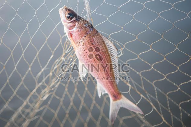 A fish in net - бесплатный image #343589