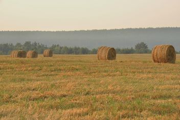 Field after harvest, Nature,vegetation - бесплатный image #344219