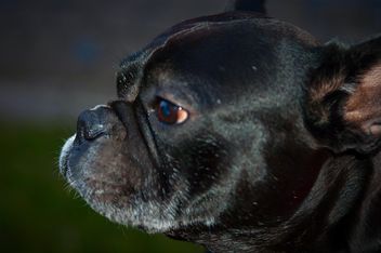 Portrait of cute French Bulldog - Kostenloses image #346199