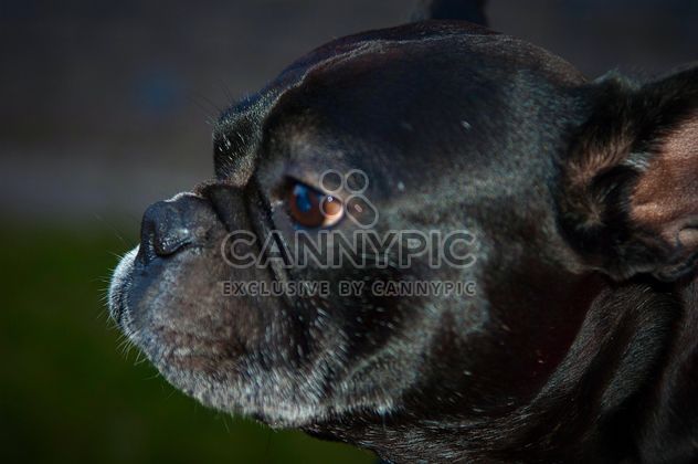 Portrait of cute French Bulldog - image gratuit #346199 