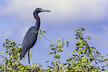 Heron in a Tree - Kostenloses image #346889