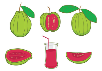 Guava Vector - Kostenloses vector #347589