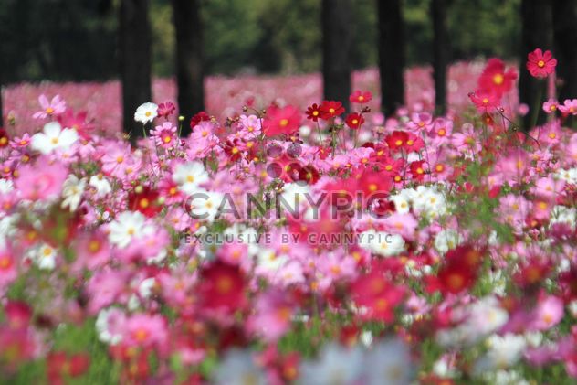 Field of pink cosmos flowers - Free image #347789