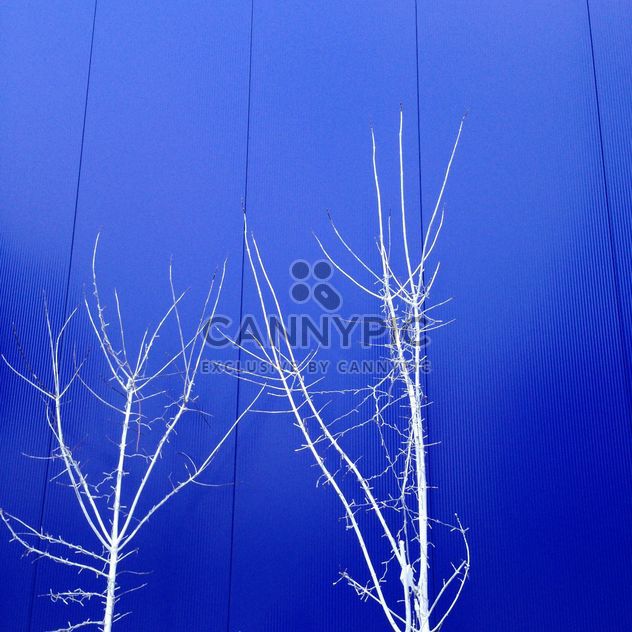 White trees on background of blue building - бесплатный image #347819