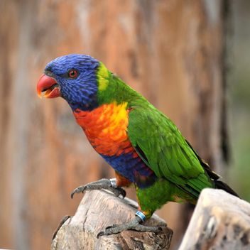 Tropical rainbow lorikeet parrot - image #348449 gratis