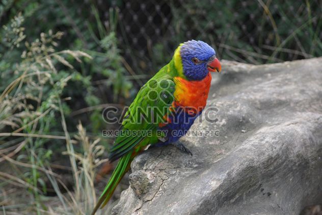 Tropical rainbow lorikeet parrot - image #348469 gratis