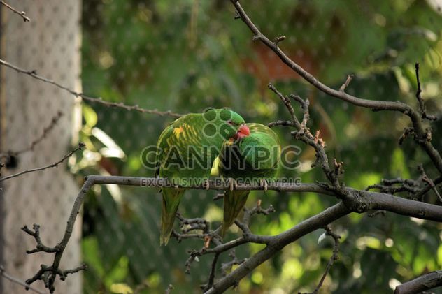 Pair of green lorikeet parrots on branch - Free image #348519