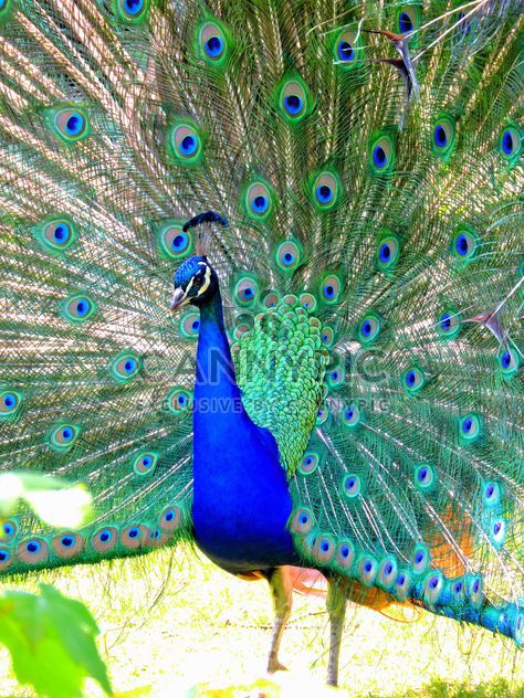 Beautiful peacock with feathers out - бесплатный image #348579