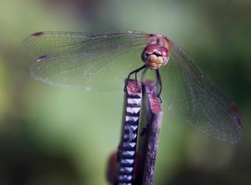 Close-up of dragonfly on twig - image gratuit #350269 